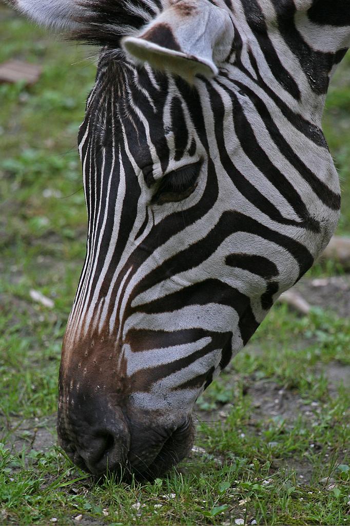 Zoo Schmiding 034.jpg